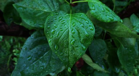 Green Leafed Plant Water Drops Leaves Photography Hd Wallpaper