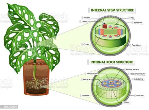 Diagram Showing Stem And Root Structure Stock Illustration Download