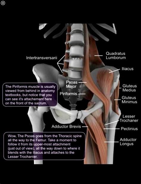 In human anatomy, the muscles of the hip joint are those muscles that cause movement in the hip. 37 best Hip replacement funnies images on Pinterest