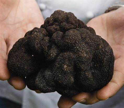 Buy Fresh Black Truffles In Perth Just In Time Gourmet