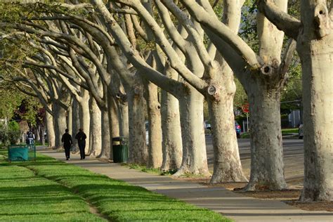6 Things You Need To Know About Trees If You Live In San Jose — Our