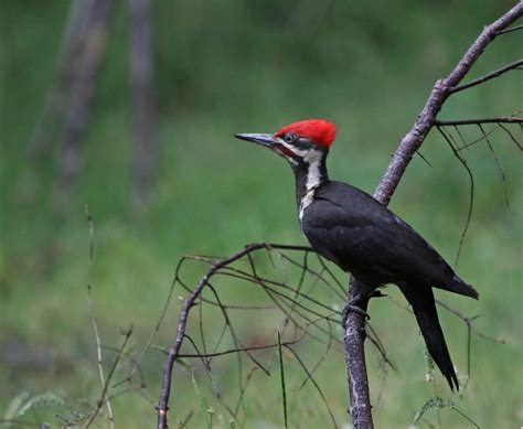 Woodpeckers In Florida 10 Species That You May Spot Wild Bird Scoop