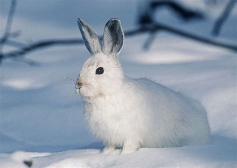 The Arctic Hare Is Very Cute Arctic Hare Wild Rabbit Arctic Animals