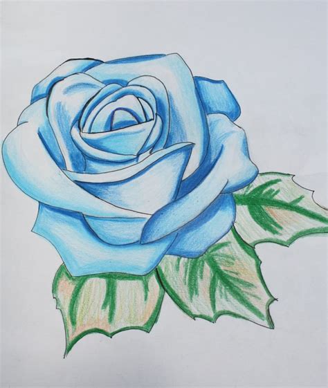 A collection of over 9,230+ 2d construction details and drawings for residential and commercial application. Attractive Rose Drawings | Design Trends