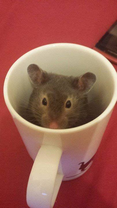 Hamster In A Coffee Cup Hamster Pics Hamster Care Baby Hamster