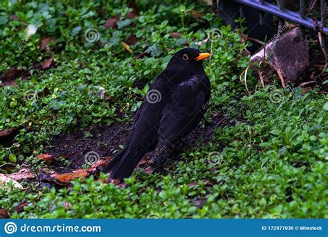 Black Myna Bird In A Forest Near Green Grass Stock Photo Image Of