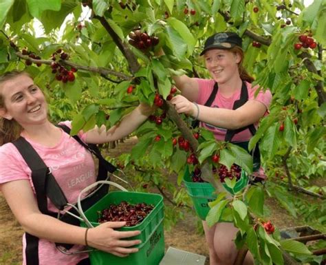 All Smiles At Start Of Cherry Harvest Otago Daily Times Online News