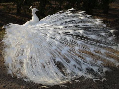 Albino Animals Pictures | Amazing Pictures