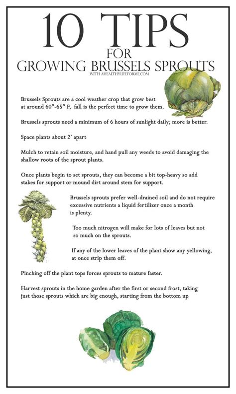 10 Tips For Growing Brussels Sprouts A Healthy Life For Me