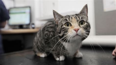 At the cat clinic we know that sometimes just getting your cat into the carrier can be a major ordeal. Veterinary Practice for Cats | Southsea - The Cat Clinic