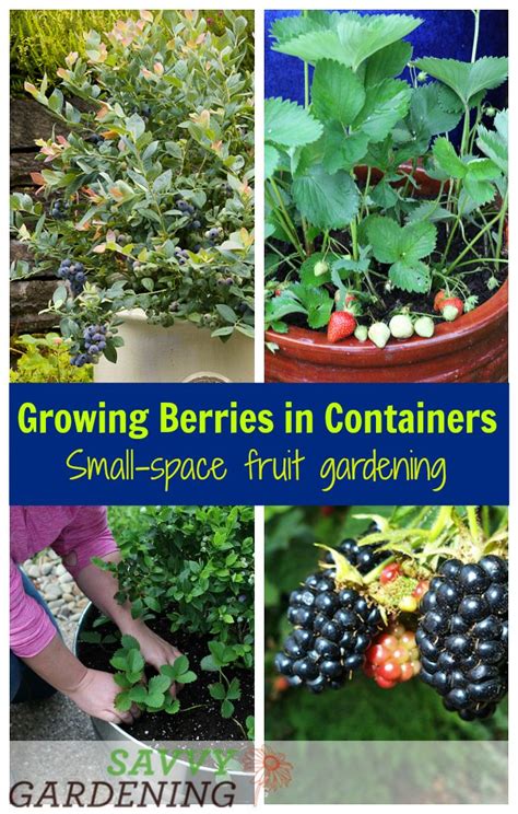 Growing Berries In Containers Is The Perfect Way To Have A Small Space