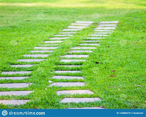 Path And Grass Stock Photo 62561616