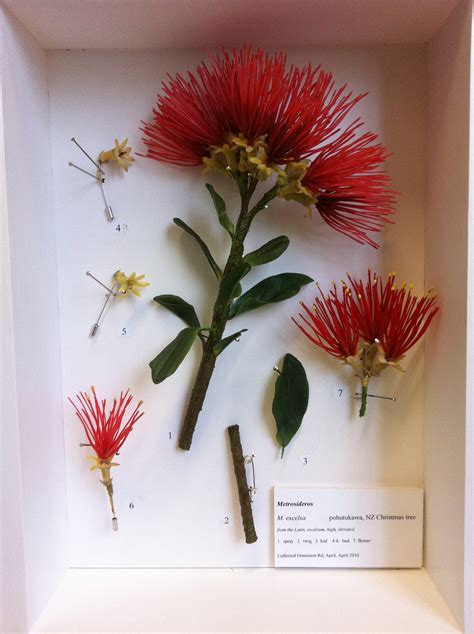 Alberto Barraya's Herbarium of Artificial Plants | Mimi Berlin