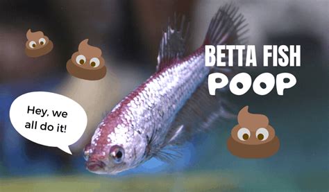 Betta Poop 101 Fish Constipation And Digestive Health Guide