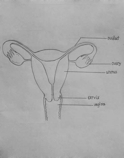 DRAW IT NEAT How To Draw Female Reproductive System