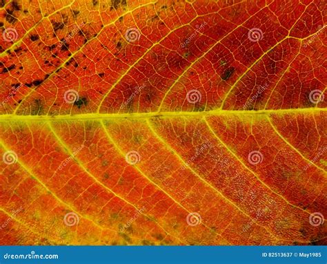 Close Up Of Colorful Textures Leaf Colors Stock Image Image Of