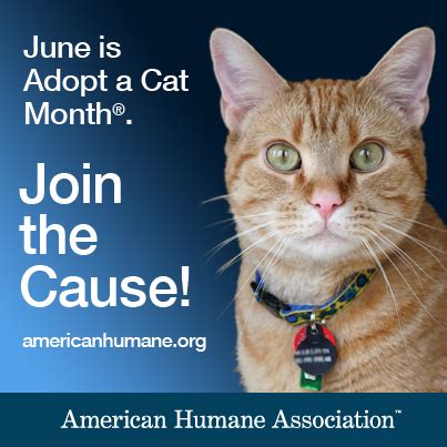 Is responsible for this page. June Specials on Cats During Adopt-a-Cat-Month! ~ The ...