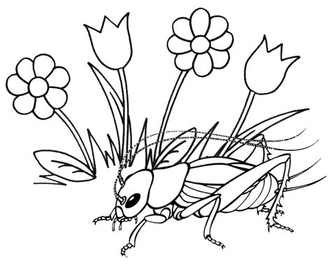 Beautiful Cricket Insect With Grass Flowers Coloring Page