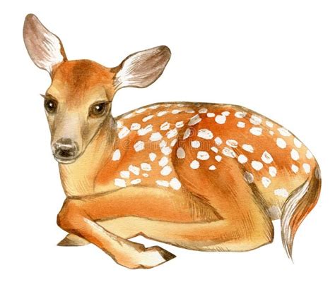 Watercolor Of Baby Deer Hand Painted Fawn Illustration Isolated On
