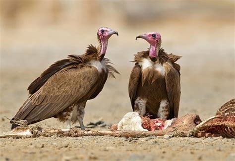 Hooded Vulture Africa Geographic
