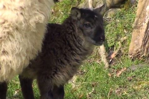 A Sheep Goat Hybrid Is Extremely Rare Howe They Are Called A Geep Not A Shoat As That Refers