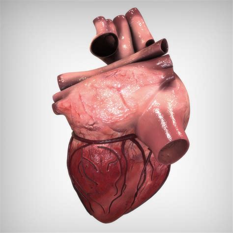 Concentración Con Qué Frecuencia Piquete Corazón En 3d Anatomía Cayó