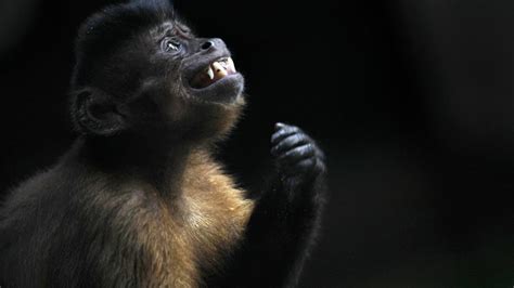 Brazilian Monkeys Have Used Stone Tools For Centuries