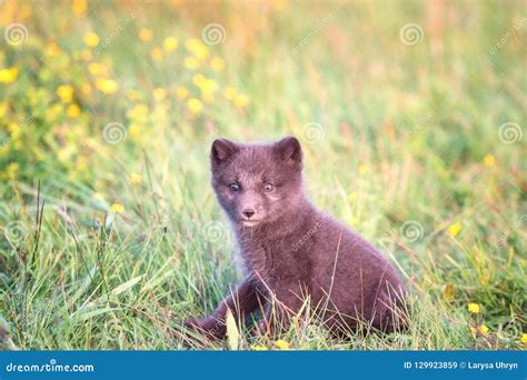 Cute Wild Animal Baby Arctic Fox Cub Or Vulpes Lagopus In Natural