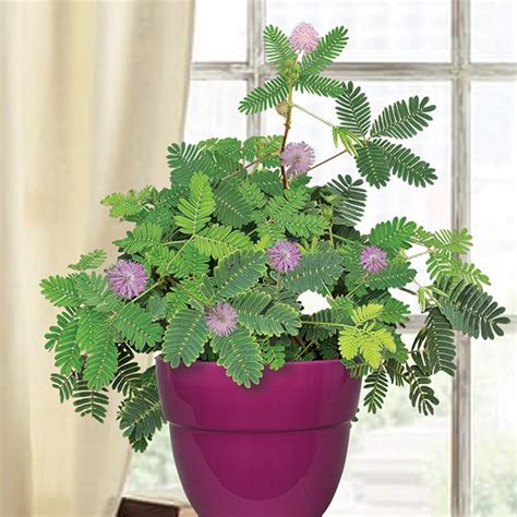 Mimosa Pudica Sensitive Plant For Sale Online At Logees