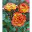 Pinterest  Rose Tree Orange Roses