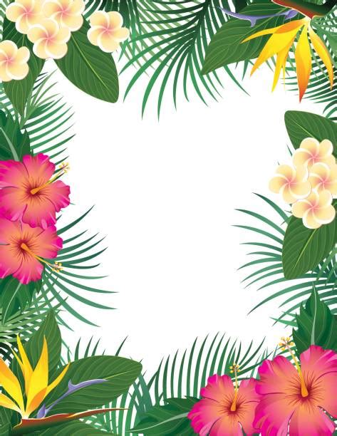 Tropical Flower Border Illustrations Royalty Free Vector Graphics