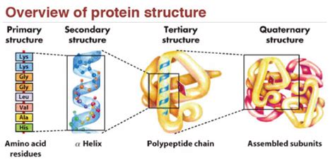 It is a sequence of amino acids. Biochemistry Notes on Proteins, Denaturation, and Structure