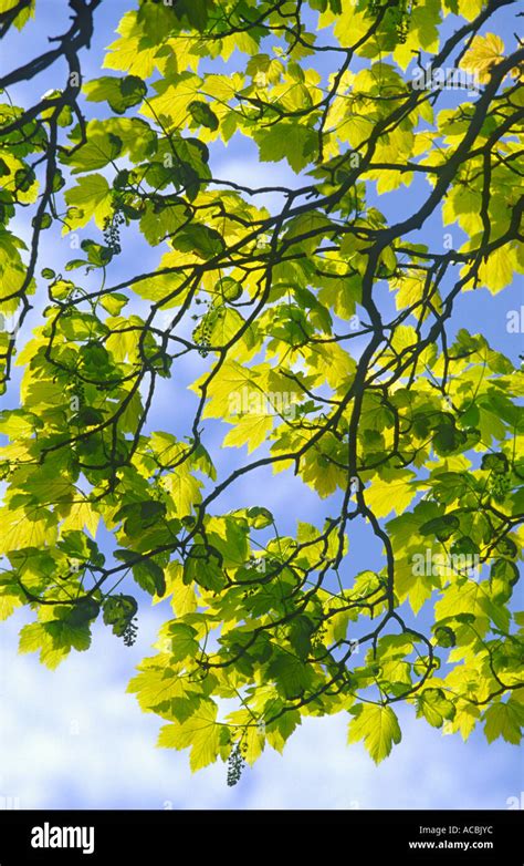 Acer Pseudoplatanus Canopy Hi Res Stock Photography And Images Alamy