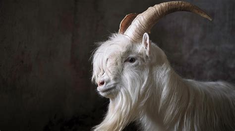 Goat Worship Stunning Photos Of Heavy Metals Most Iconic Beast Revolver