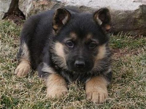 German Shepherd Puppies Austin