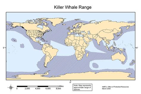 Killer Whales Description And Social Organization Aboutwhales