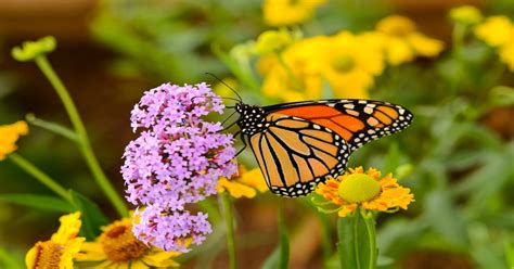 Ranchlands An Untapped Reservoir Of Monarch Butterfly Habitat