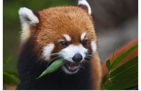 Great Big Canvas Red Panda A Small Arboreal Mammal Guangdong