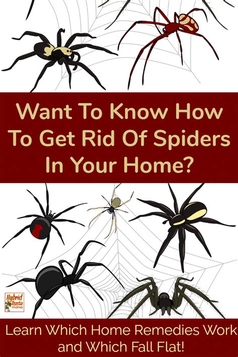Read the instructions for the use. How do you get rid of spiders in your home? You want them ...