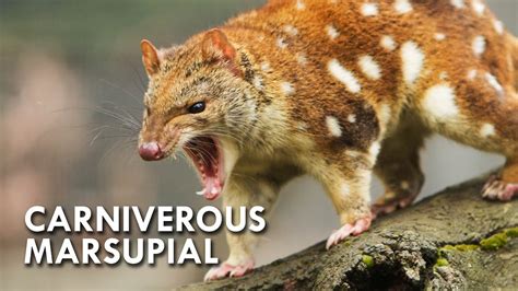 Australian Quoll Vs Every One See The Most Cruel Wild Small Animal In