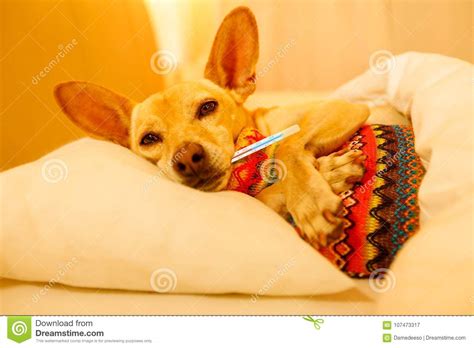 Sick Ill Sleeping Dog Stock Image Image Of Cure Cold 107473317