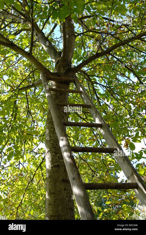 Ladder Leaning Against A Tree Stock Photo Alamy