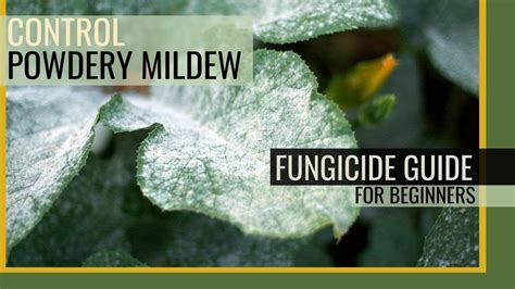 Control Powdery Mildew Rust Black Spot Fungicides 101 Youtube