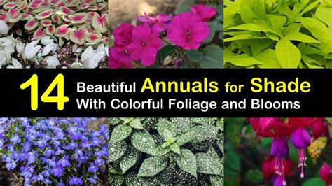 14 Beautiful Annuals For Shade With Colorful Foliage And Blooms In 2020