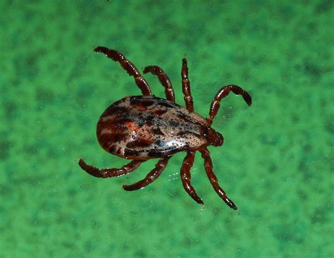 Warning Disease Carrying Ticks Out In Full Force In Local Woods
