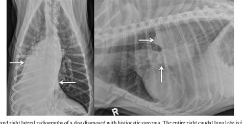 Discovering a tumor on your dog can be scary. Radiographic characterization of primary lung tumors in 74 ...