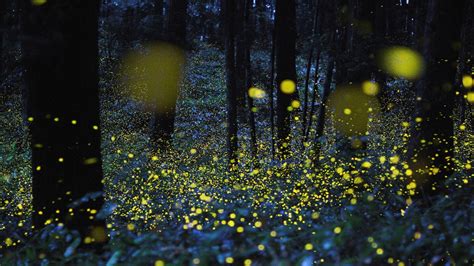 Fireflies Bokeh Night Trees Glowing Nature Lights Wallpapers Hd