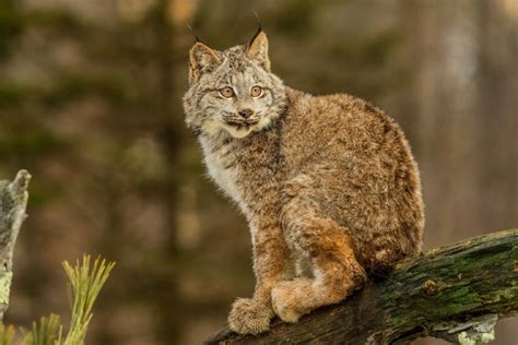 Are There Wild Cats In Alaska What To Know Abundance 32