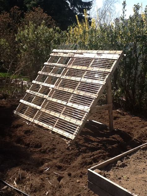 Side View Of Cuke Trellis From Old Pallet Wood And Dog Crate Pallet