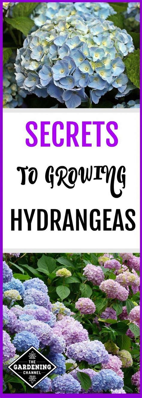 Learn Growing Tips For Hydrangeas With Proper Care Hydrangeas Will
